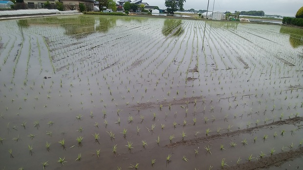 田植え.jpg