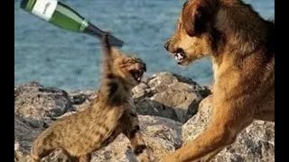 けんか_犬猿の仲.jpg