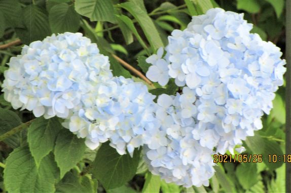 白いアジサイ.jpg