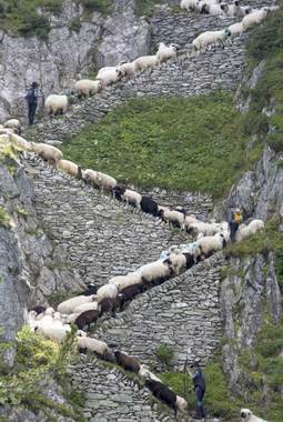 alpine-sheep-path-_3023227k.jpg