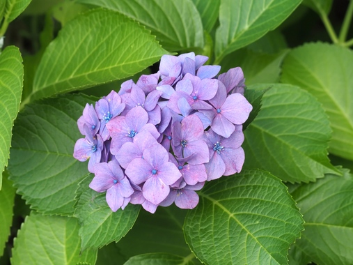あじさい.jpg