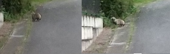 tanuki.jpg