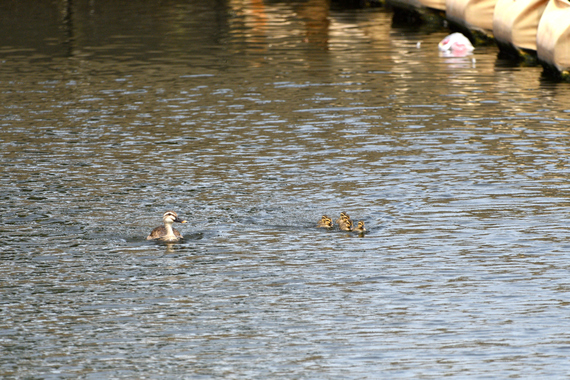 新カルガモ親子_01.JPG