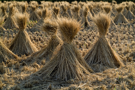Straw_of_the_rice.08Oct9.jpg