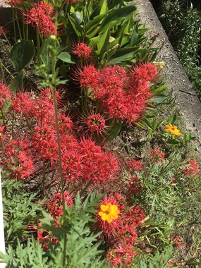 2D09135D-94F4-4228-BA09-1E46DB2186DA.jpeg
