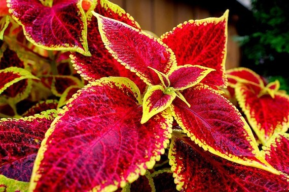 Coleus_01.jpg
