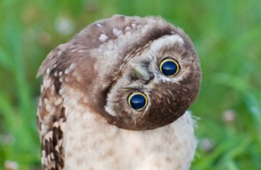 130207.owl.jpg