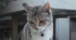 猫下向き.jpg