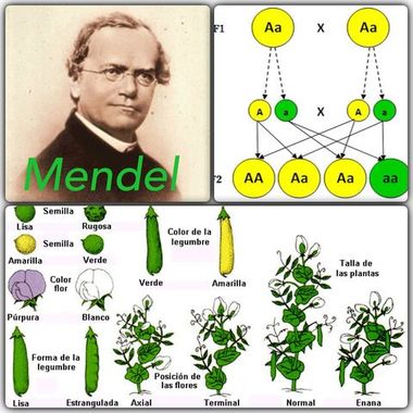 Mendel.jpg