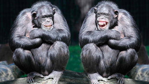 chimpanzee-monkey-ape-laughing-wallpaper-preview.jpg