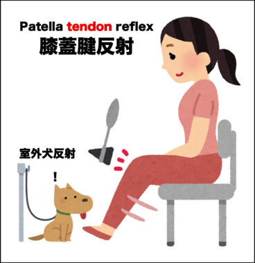 膝蓋腱反射.png
