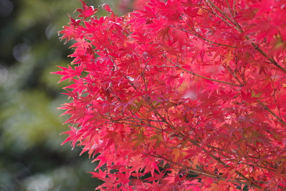 紅葉3.jpg