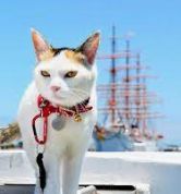三毛猫の船.jpg