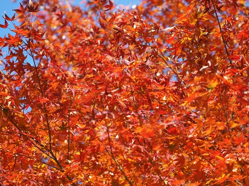 紅葉_(9).jpg