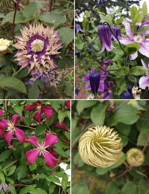 クレマチス.jpg