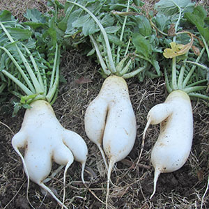 radish_mata.jpg