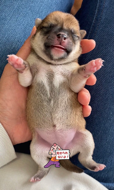 ちび犬032.JPG.jpg