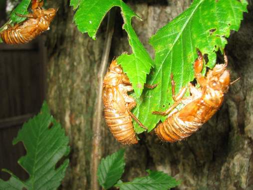 Cicada-skins.jpg