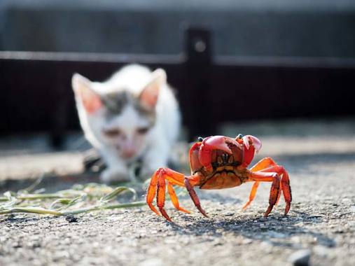 カニと猫2.jpg