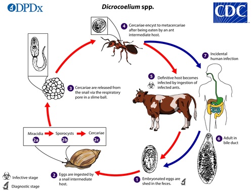 Dicrocoelium_LifeCycle_lg.jpg