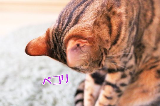 c966c7a2.jpg