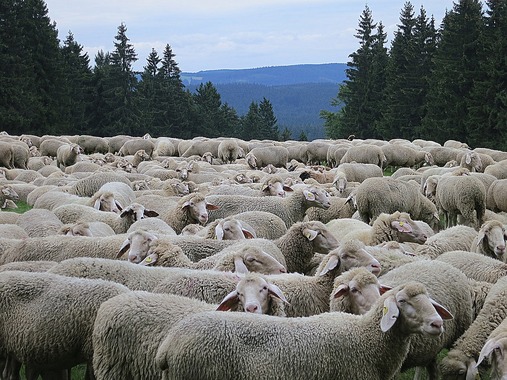 sheep-962227_1280.jpg