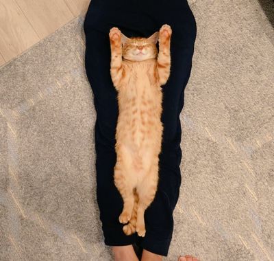 Nekoyashiki1.jpg