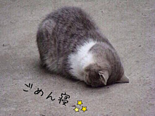 72554541_220x165.png