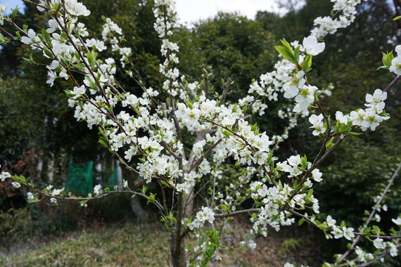 DSC02403.JPG