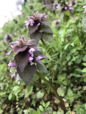 8C1F0878-7B90-4076-A9F5-134E84ED8F66.jpeg