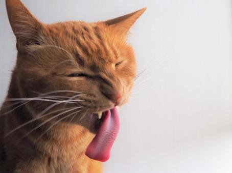 舌が長い.jpeg