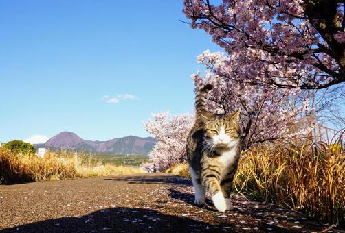 サクラお散歩猫.jpeg