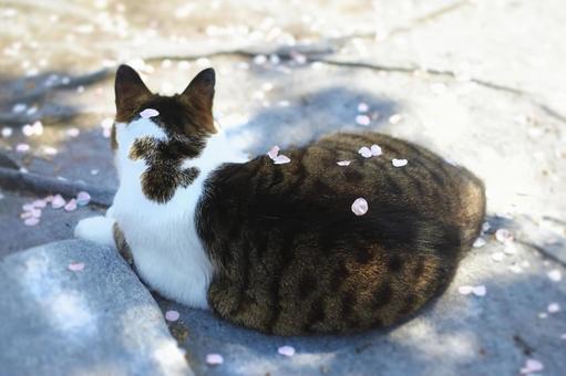 サクラ花びらねこ.jpeg
