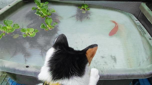 金魚とネコ.jpeg