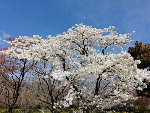 天城吉野.jpg