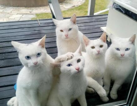 5匹シロネコ.jpeg