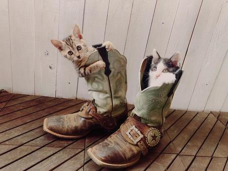 ブーツ猫.jpeg