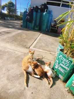 フィリピン ルソン島.jpeg