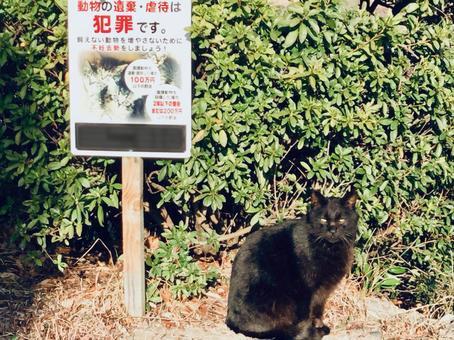捨て猫防止看板.jpeg