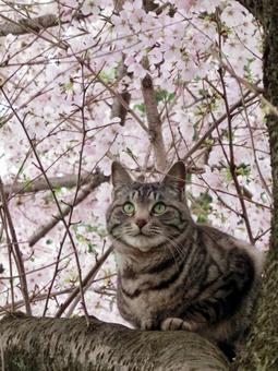 花見猫.jpeg