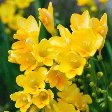 uekibachi_72-bulb-ta-freesia-morningsun.jpg