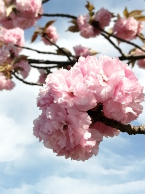 八重桜.jpg