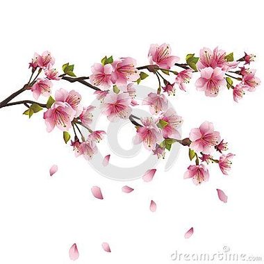 Sakura_Blossom_-_Japanese_Cherry_Tree_Stock_Vector_-_Illustration_of_decoration__japan__28535798.jpg