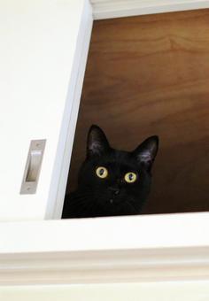 戸棚くろねこ.jpeg