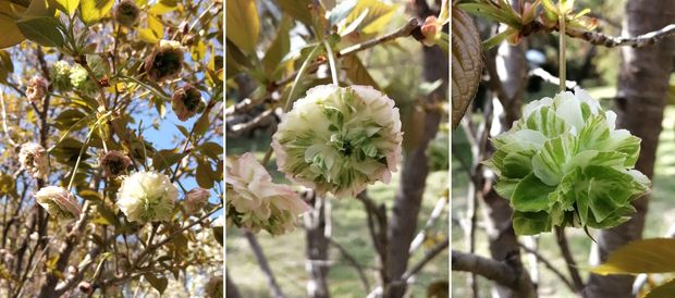 園里黄桜.jpg