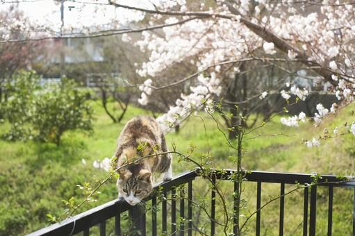 サクラベランダ猫.jpeg