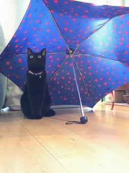 傘とクロネコ.jpeg