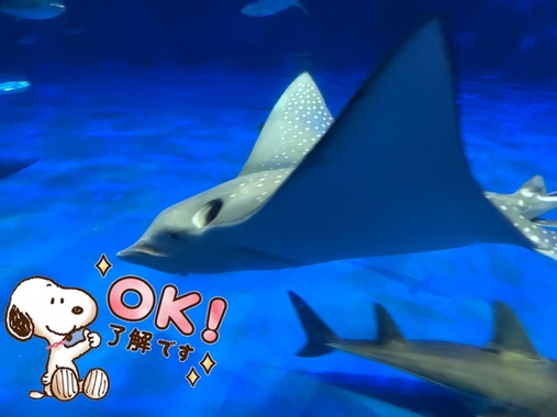 52E1EDE7-7C3D-420F-AE74-07F9EADA0F7B.png