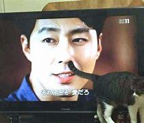 ねことTV.jpg