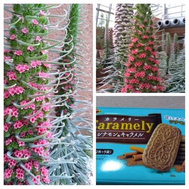 20220521_111046-COLLAGE.jpg